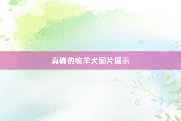 真确的牧羊犬图片展示